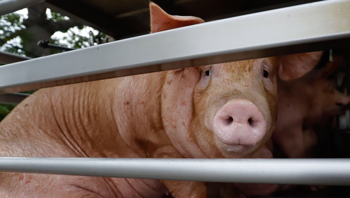 Tragedia en Ohio: Voraz incendio en granja porcícola deja un saldo de 6 mil animales muertos