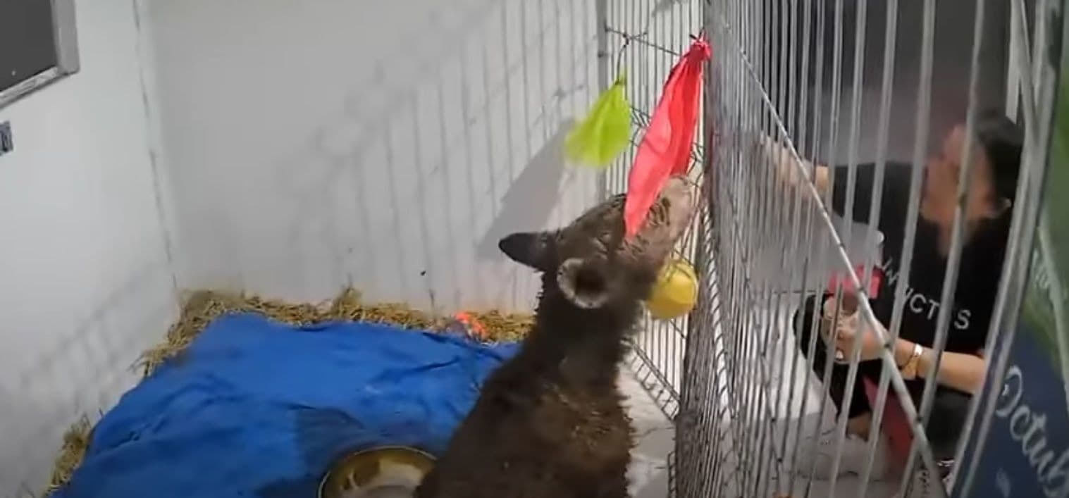 Tras cinco meses de rehabilitación, la osa Mina muestra notable mejoría en su salud y movilidad