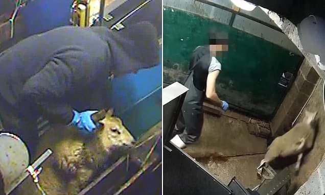 Escándalo en Reino Unido: Revelan que 200 millones de animales son sacrificados con crueldad y sin aturdimiento