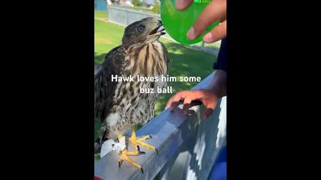 Sentencian a prisión a hombre por suministrar alcohol a un gavilán de Cooper