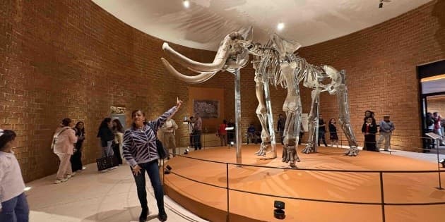 Patrimonio paleontológico: Museo del Mamut en el Estado de México anuncia su reapertura