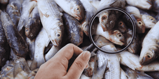 Cuaresma 2024: Profeco emite guía esencial para identificar pescado fresco y evitar riesgos sanitarios